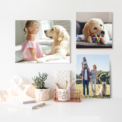 Wall Art_Pets_630x630 Acrylic Wall art