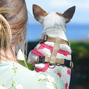pet wearables